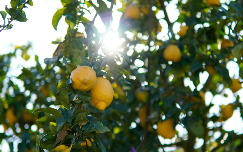 Lemon tour Amalfi Coast Lemon tour Amalfi Coast